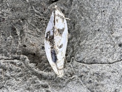 Macomona liliana