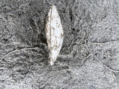 Macomona liliana