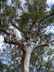 Corymbia citriodora