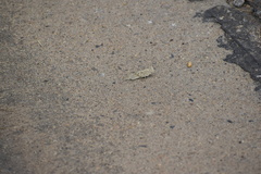 Trimerotropini