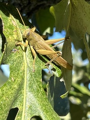 Schistocerca lineata