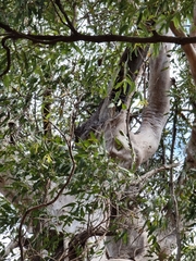 Corymbia citriodora