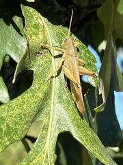 Schistocerca lineata