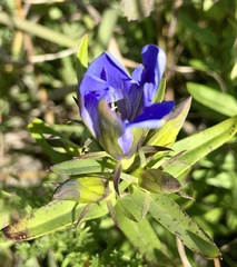 Gentiana puberulenta