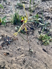 Caladenia verrucosa