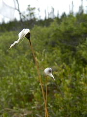 Eriophorum vaginatum