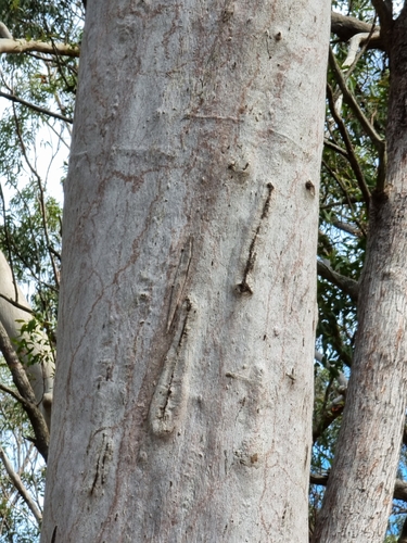 Image of Corymbia citriodora by (c) Martin Rady, some rights reserved (CC BY)