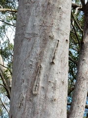 Corymbia citriodora