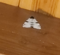 Catocala relicta
