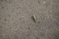 Trimerotropini