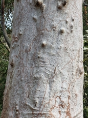 Corymbia citriodora