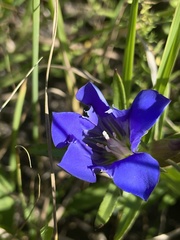 Gentiana puberulenta
