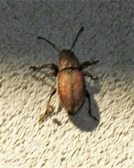 Naupactus