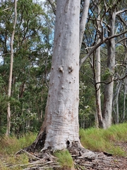 Corymbia citriodora