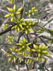Eucalyptus viridis