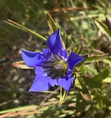 Gentiana puberulenta