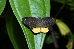 Mooreana trichoneura