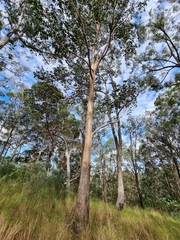 Corymbia citriodora