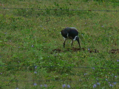 Threskiornis spinicollis