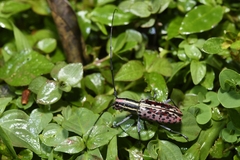 Macrochenus isabellinus