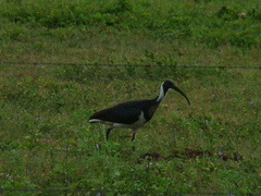 Threskiornis spinicollis