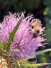 Bombus vagans