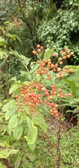 Viburnaceae