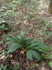 Calanthe triplicata
