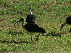 Threskiornis spinicollis