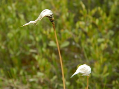 Eriophorum vaginatum