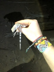 Callisaurus draconoides