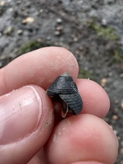 Micrelenchus huttonii