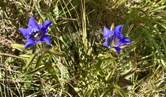 Gentiana puberulenta