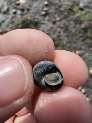 Micrelenchus huttonii