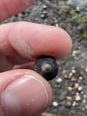 Micrelenchus huttonii