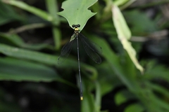Coeliccia chromothorax