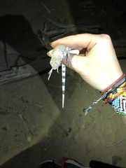 Callisaurus draconoides