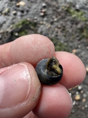 Micrelenchus huttonii