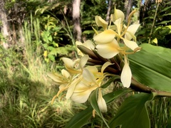 Hedychium flavescens