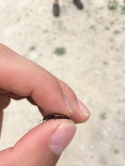 Nitidolimonius resplendens