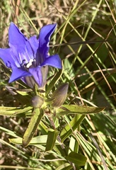 Gentiana puberulenta