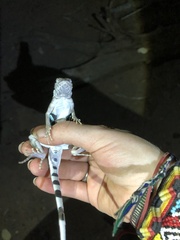 Callisaurus draconoides