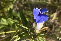 Gentiana puberulenta
