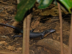 Emoia nigra