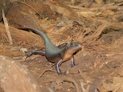 Emoia nigra