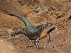 Emoia nigra