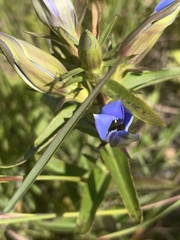 Gentiana puberulenta