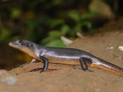 Emoia nigra