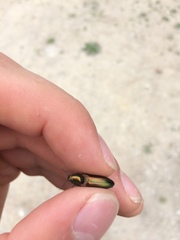 Nitidolimonius resplendens