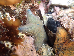 Patiriella regularis